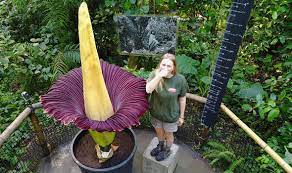 But that didn't stop thousands of visitors who lined up to get a closer look of the plant's bloom. Titan Arum Corpse Flower Which Smells Like Death Opens At Eden Project Express Co Uk