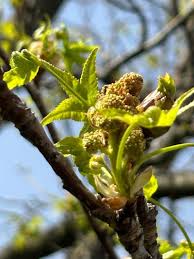 Image result for Liquidambar formosana