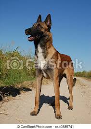 Belgian shepherds require frequent face time and playtime with their master. Beautiful Young Purebred Belgian Shepherd Malinois Cute Watching Dog Canstock