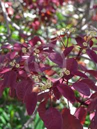 Image result for Euphorbia cotinifolia