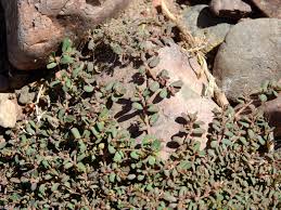 Image result for Euphorbia neopolycnemoides