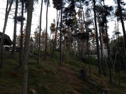 You must have a reservation to camp. Landscape Picture Of Duck Harbor Campground Isle Au Haut Tripadvisor