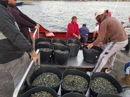 Mariscadores a flote en acción