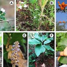 Image result for Tephrosia pumila