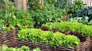 Cara ketiga yang perlu kamu lakukan dalam berkebun di halaman rumah adalah menyiapkan wadah atau media tanam. Metode Cara Menanam Bawang Merah Di Rumah Tanpa Repot Rumah Com