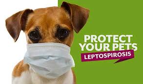 The title of the clinic is customizable. Leptospirosis A Deadly Disease Affecting Dogs On Sydney S North Shore Www Thepymblevet Com Au