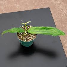 Image result for Microcoelia globulosa