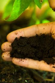 Put the coffee grounds around the stem and base of your. How To Use Coffee Grounds To Power Your Garden Annuals Perennials