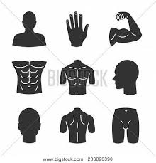 The most attractive male body parts according to. Vector Y Foto Male Body Parts Prueba Gratis Bigstock