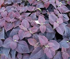 Image result for Coleus foliatus