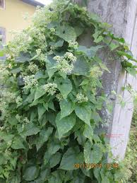 Image result for Mikania sp.