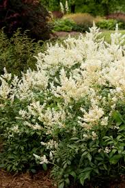 Perfect for dry shade, it works well astrantias are superb perennials for growing in shade beneath under trees or in a moist border. Deutschland Astilbe Monrovia Deutschland Astilbe Monrovia Plants Astilbe Shade Plants