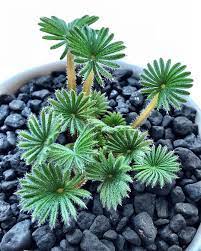 So Weird How Oxalis Palmifrons Looks Like Tropical Palm Trees But Only Grows In The Cold Weirdo Oxalis Cac Cacti And Succulents Planting Succulents Plants