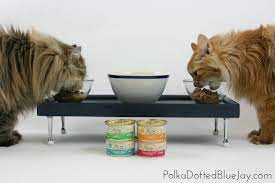 How To Make An Elevated Cat Food Tray Polka Dotted Blue Jay Cat Feeding Station Cat Food Station Diy Cat Food