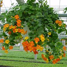 Image result for Streptosolen