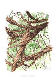 Ayahuasca has been used for thousands of years for medicinal & spiritual purposes. Ayahuasca