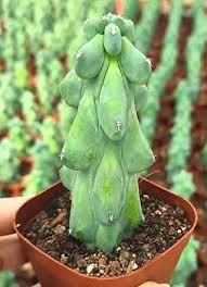 Image result for Myrtillocactus geometrizans