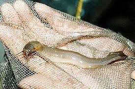 Image result for Vandellia