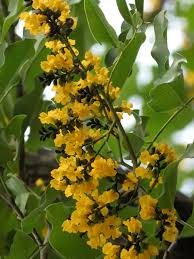Image result for Pterocarpus