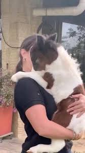 Pin By Yaren Nisa Kargioglu On Video Animais Diversos Video In 2020