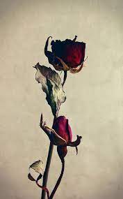 صور ورد و صور زهور من أجمل و أندر الورود من جميع أنحاء العالم مع خلفيات hd بفبوف drying roses red roses rose wallpaper