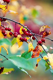 19 Berry Producing Plants That Will Attract Birds To Your Yard Plants How To Attract Birds Berry Plants