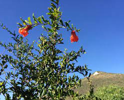 White pomegranates grow on shrubby trees that average between 5 and 8 meters tall. Sonoran White Pomegranate Savor The Southwest