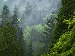 Forest Photograph Pacific Northwest Woods Mist Fog Canadian Wilderness Scenery 8x10 Forest Gre Scenic Photography Landscape Trees Pacific Northwest