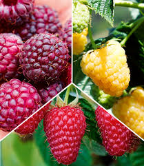 Baldur garten bietet eine große auswahl an pflanzen für jede jahreszeit sowie ein reichhaltiges sortiment an gartenzubehör und gartengeräten. Aroma Himbeeren Summer Lovers 1a Pflanzen Baldur Garten