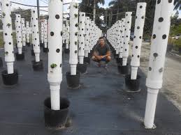 Cultura capsunului in gradina & camp. 9 Idei Inteligente Pentru Plantarea Capsunilor