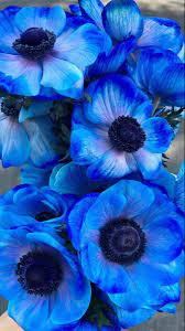 Anemone Anemone Flower White Anemone Flower Wholesale Flowers