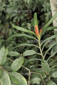 Image result for Pandanus sp. A