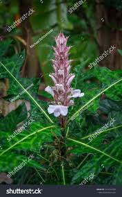 Image result for Acanthus montanus