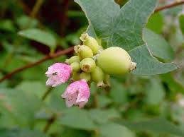 Image result for Caprifoliaceae