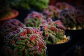 We did not find results for: Plantfiles Pictures Mammillaria Yokan Mammillaria Compressa By Kell