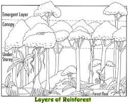 Maybe you would like to learn more about one of these? Funny Pictures Rainforest Activities Rainforest Project Rainforest Theme