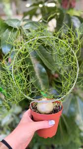 Image result for Bowiea volubilis