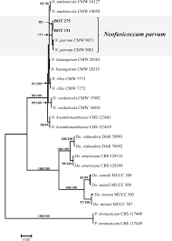 Both edible and ornamental varieties are vulnerable to infection.2. Shot Hole Disease On Prunus Laurocerasus Caused By Neofusicoccum Parvum In Serbia Zlatkovic 2016 Forest Pathology Wiley Online Library