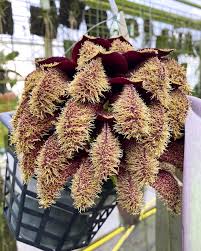 Image result for Bulbophyllum stolzii