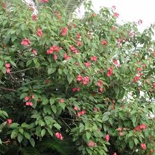 Image result for Jatropha seineri
