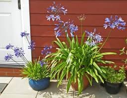 Afrikanische Lilie Schmucklilie Oder Noch Liebesblume Genannt Haus Baume Topf Und Kubelpflanzen Garten Landschaftsbau