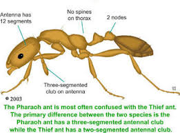 Get rid of ants with professional ant control products inside your house and in the yard. How To Get Rid Of Pharaoh Ants
