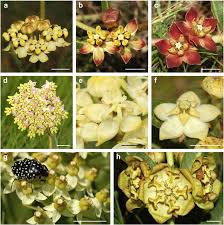 Image result for Asclepias albens