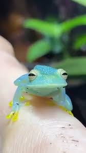 Image result for glass frog