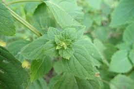 Image result for Cantinoa