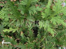 Image result for Selaginella molliceps