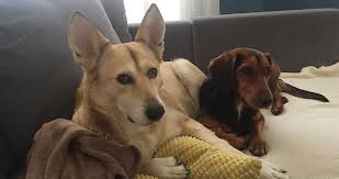 immer mehr osterreicher suchen hundefreundlichen arbeitsplatz leadersnet