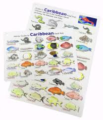 Caribbean Reef Fish Id Card Waterproof Double Sided Card Standard