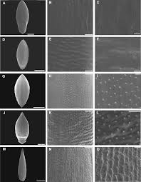 Image result for Urochloa jubata