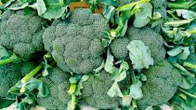 Image result for the american cancer society what to eat during cancer treatment